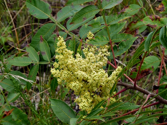 {Rhus copallinum}